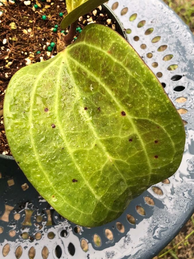 Hoya latifolia IML 1410 (former polystachya) (5″ pot) – Gardino