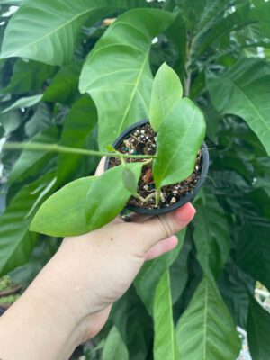 Hoya tomataensis (3" pot) - Image 3