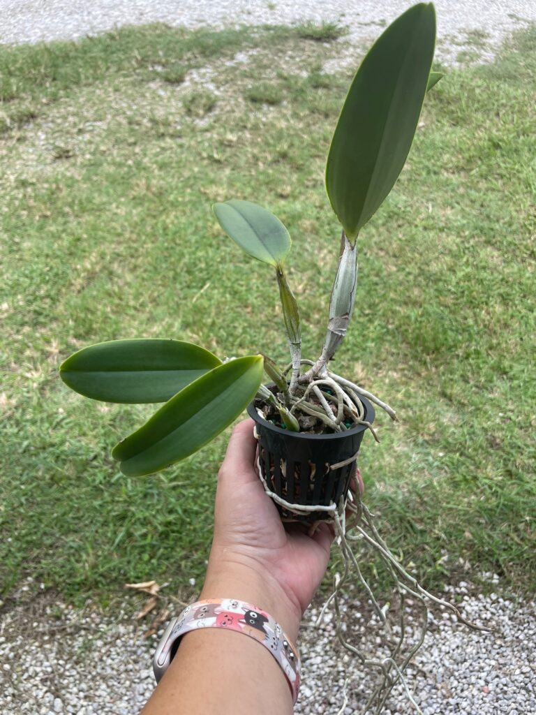 Cattleya walkeriana (tipo) (mounted) – Gardino Nursery