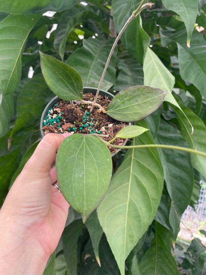 Hoya pottsii 'McIlwraith Range' IML 0022 (4" pot) - Image 2