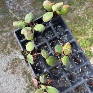Hoya stenophylla (3″ pot) – Gardino Nursery