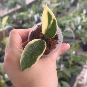 Hoya carnosa 'Flamingo Dream' (Purple Pride) (2" pot)