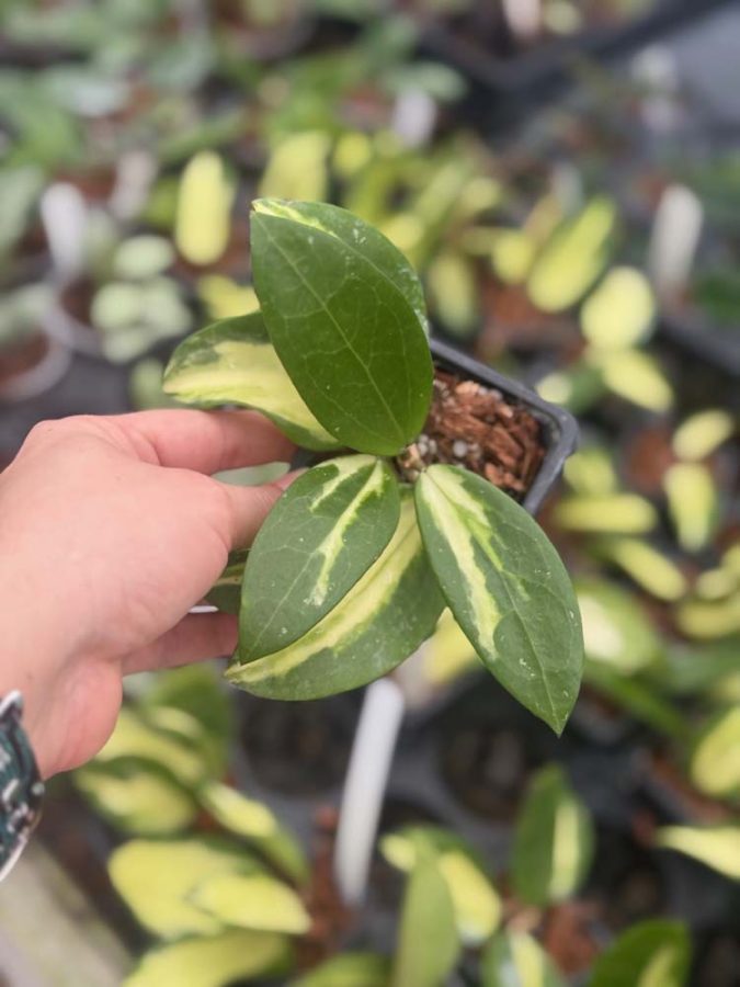 Hoya verticillata (inner-variegated) (former H. parasitica) (2.5" pot) - Image 2