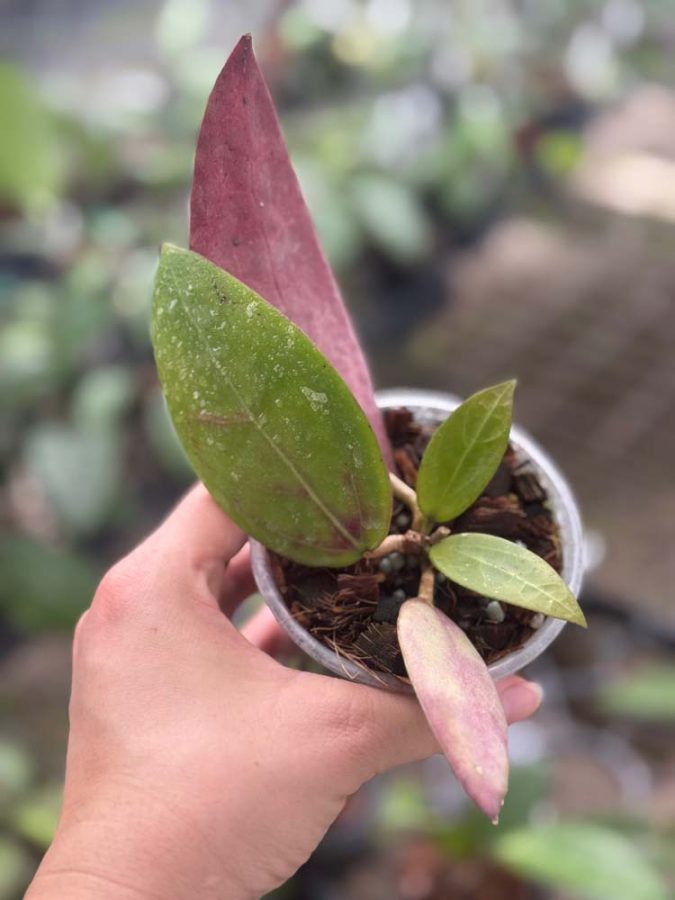 Hoya verticillata (former acuta) (red leaves) (3.5" pot) - Image 3