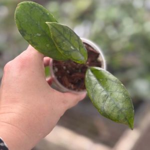 Hoya AH Cosmos (2.5" pot)