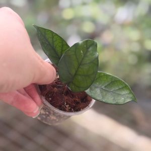 Hoya nutans (3" pot)