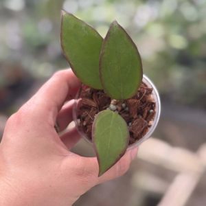 Hoya 'Mango Sunset' (UPT-010) (3" pot)