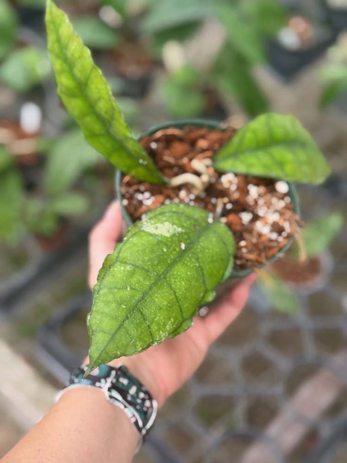 Hoya sp. from Nong Nooch IML 1541 (4" pot) - Image 3