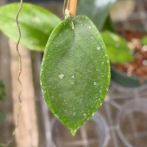 Hoya sp. Cikidang (5" pot)
