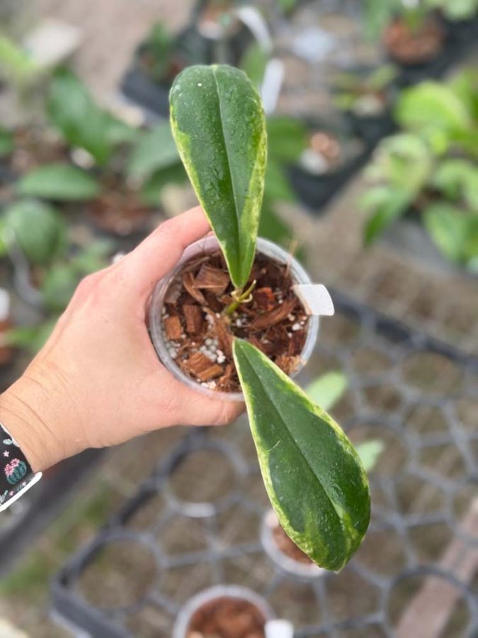 Hoya incrassata 'Eclipse' (outer-variegated) (3 pot)  Gardino Nursery