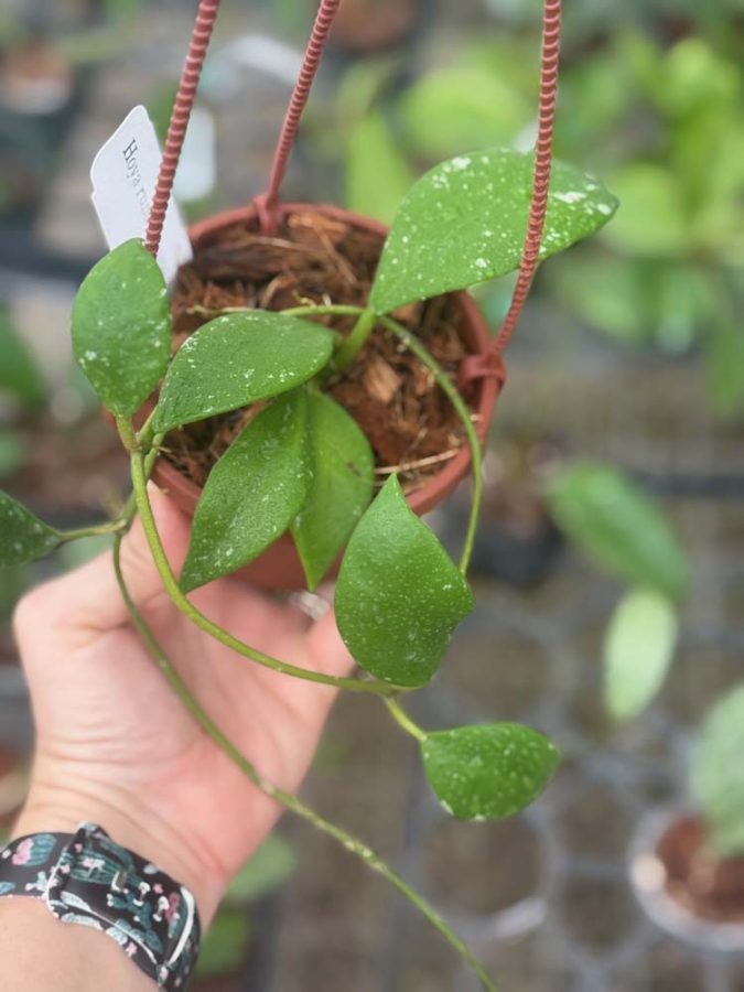 Hoya rundumensis (4" hanging basket) - Image 2