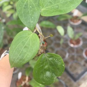 Hoya glabra (Schlechter) (3" pot)