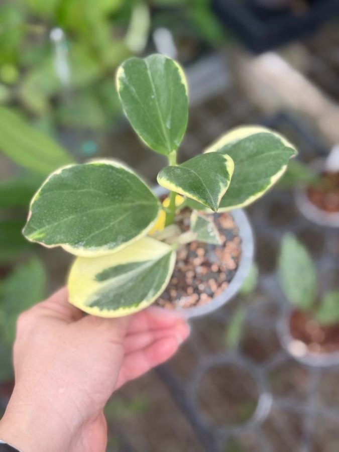 Hoya subquintuplinervis (outer-variegated) (fka pachyclada) (3.5" pot) - Image 2