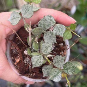 Hoya curtisii (high splash) (Ted Green) (3" pot)