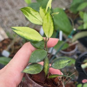 Hoya lacunosa illumi (2" pot)