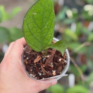 Hoya 'Priktai' (Russia) (3.5" pot)