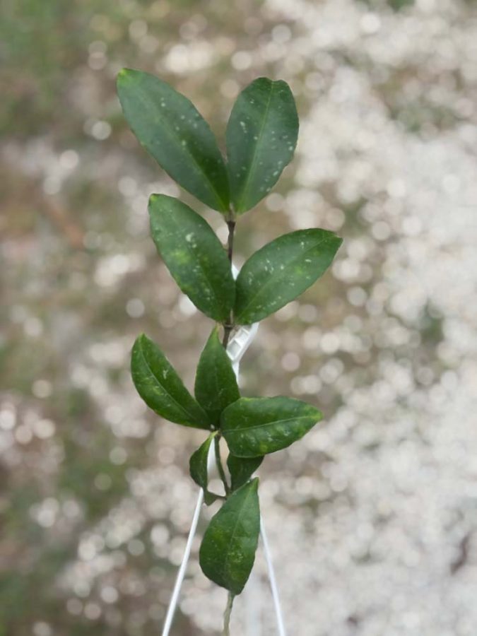 Hoya amicabilis (3" pot) (mature to bloom) - Image 9