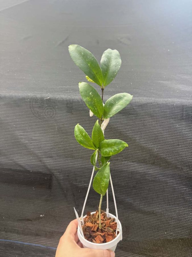 Hoya amicabilis (3" pot) (mature to bloom) - Image 4
