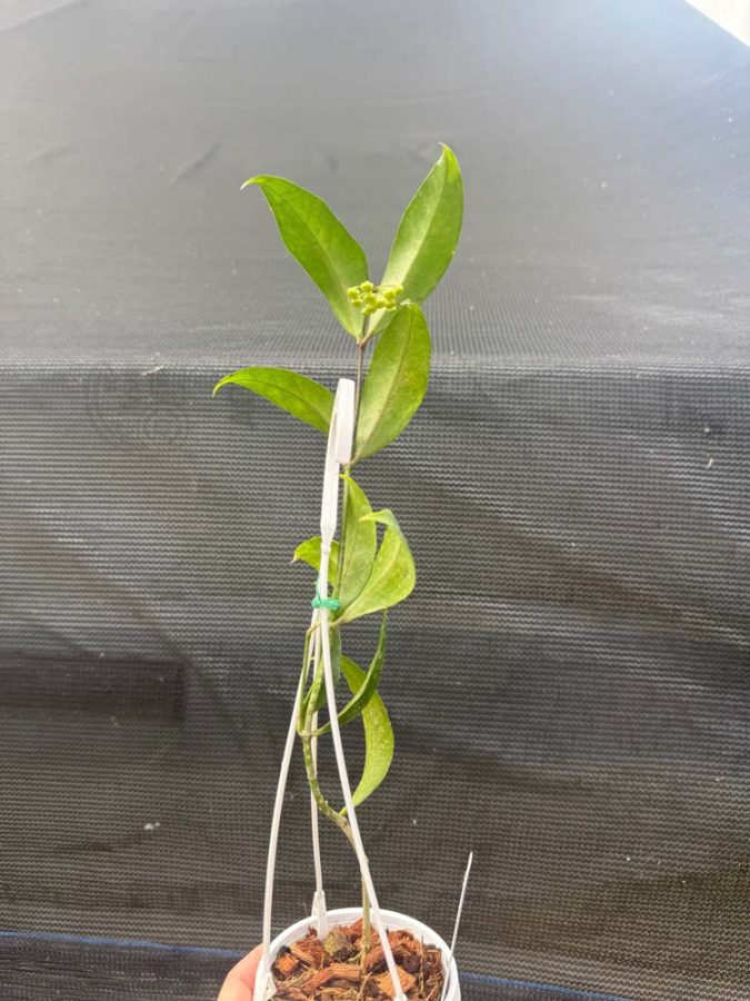 Hoya amicabilis (3" pot) (mature to bloom) - Image 2