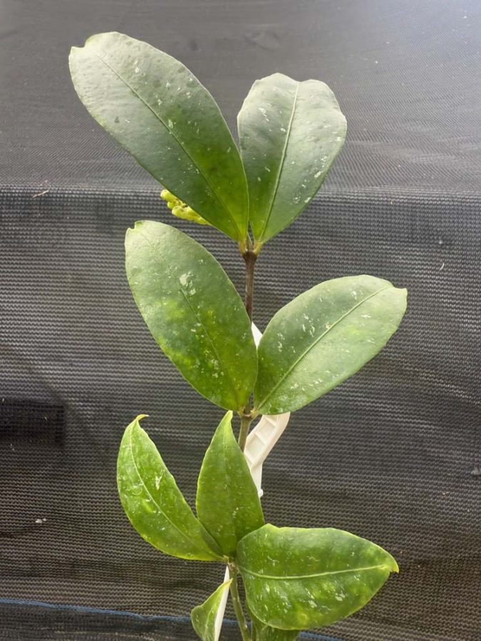 Hoya amicabilis (3" pot) (mature to bloom) - Image 3