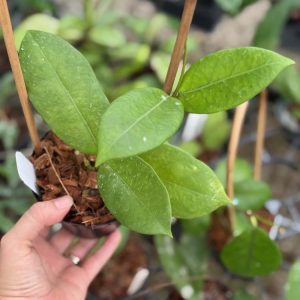 Hoya sp. Doi Tung (4" pot)
