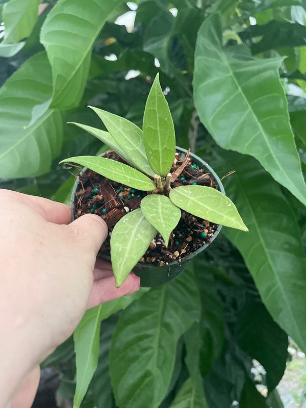 Hoya pallida (4″ pot) – Gardino Nursery