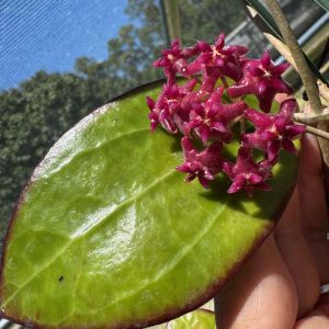 Hoya MB-1497 (H. erythrina x H. 'Genieve' (MB 1141)) (4" pot)