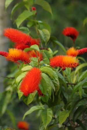 Combretum aubletii - Monkey Brush Vine (6" pot) - Image 14