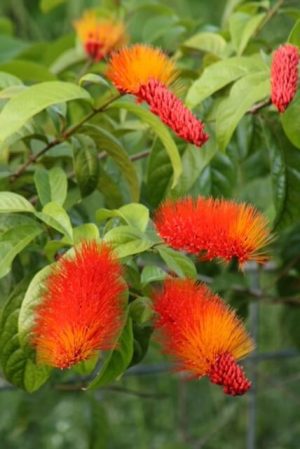 Combretum aubletii - Monkey Brush Vine (6" pot)