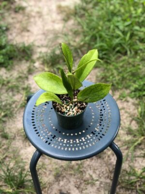 Hoya 'Jennifer' (4" pot) - Image 6