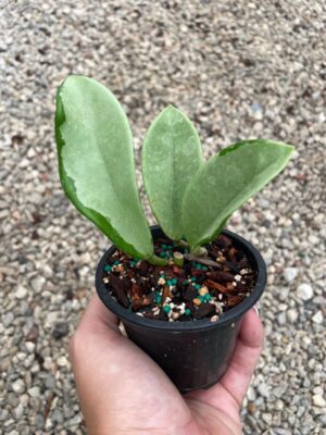 Hoya AH-074 (2.5" pot) - Image 3