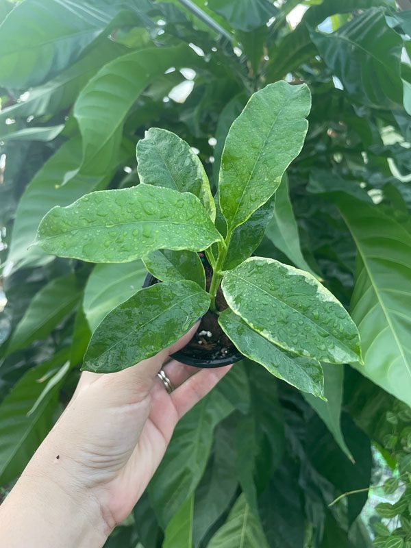 Hoya multiflora (variegated) (3″ pot) (check back in summer) – Gardino ...