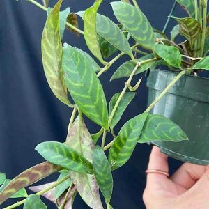 Aeschynanthus marmoratus - Zebra Lipstick Plant (4" HB)
