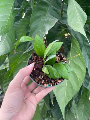 Hoya myrmecopa (big leaves) (4" hanging basket) - Image 5