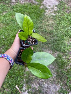 Hoya dasyantha (2.5" pot) - Image 2