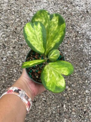 Hoya kerrii (inner variegated/spot) (4" pot) - Image 10