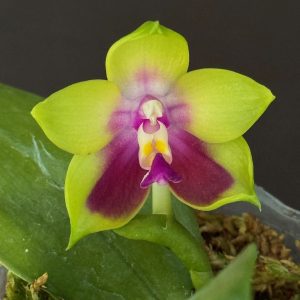 Phalaenopsis Happy Eagle 3" pot