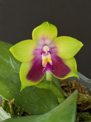 Phalaenopsis Happy Eagle 3" pot