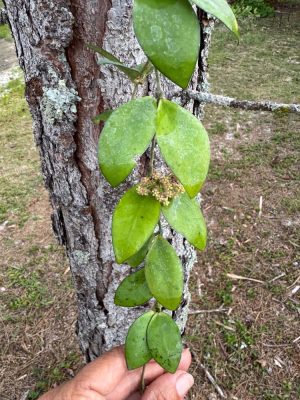Hoya myrmecopa (big leaves) (4" hanging basket) - Image 7