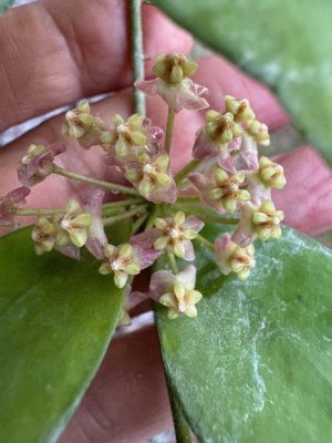 Hoya myrmecopa (big leaves) (4" hanging basket) - Image 3