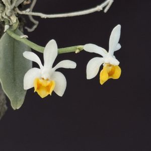 Phalaenopsis malipoensis - mounted (Miniature)