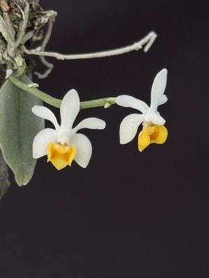 Phalaenopsis malipoensis - mounted (Miniature)
