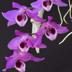 Dendrobium nestor (mounted)