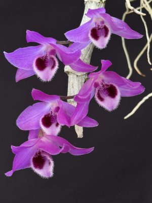 Dendrobium nestor (mounted)