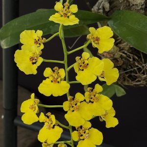 Oncidium ampliatum (Mounted)