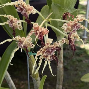 Dendrobium spectabile 3" pots- Please email us for availability