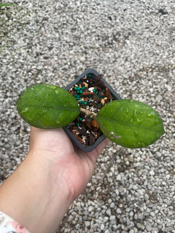 Hoya 'Irina' EPC-964 (3" pot) - Image 2