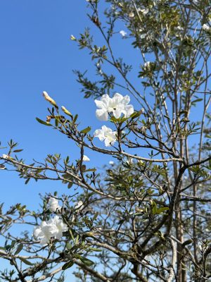 Tabebuia bahamensis - White Dwarf Tabebuia - Image 8