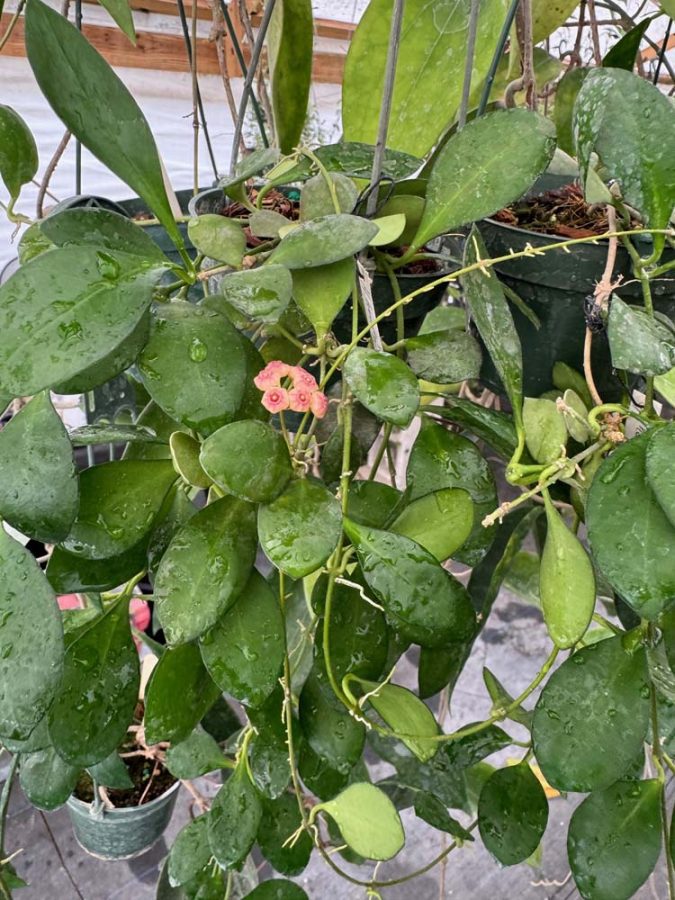 Hoya heuschkeliana (peach flowers) (3" pot) - Image 6