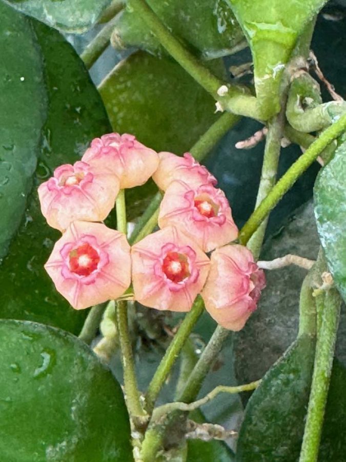 Hoya heuschkeliana (peach flowers) (3" pot) - Image 5
